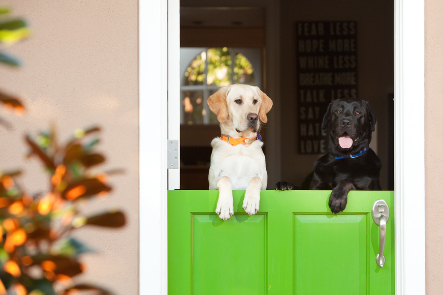 Dog-photography-pictures